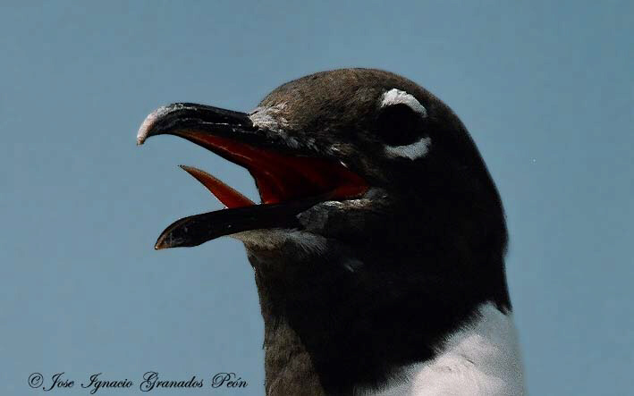 Photo (12): Laughing Gull