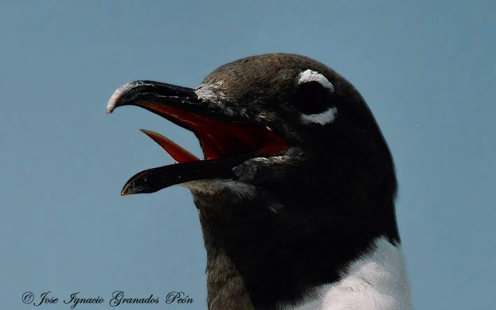 Photo (12): Laughing Gull