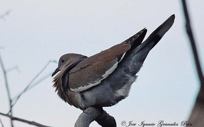 Photo (5): White-winged Dove