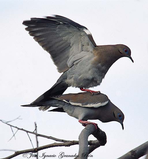 Photo (7): White-winged Dove