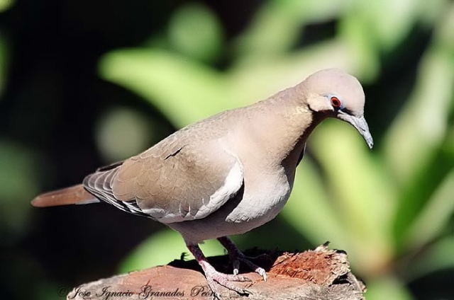 Photo (13): White-winged Dove