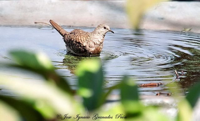 Photo (18): Inca Dove