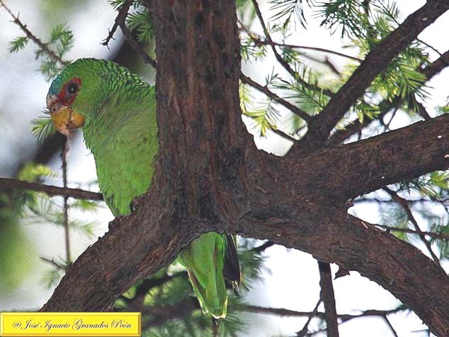 Photo (6): White-fronted Parrot