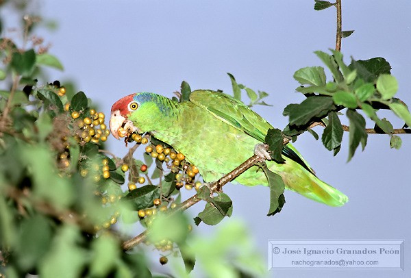 Photo (2): Red-crowned Parrot