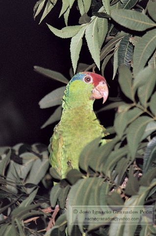 Photo (3): Red-crowned Parrot