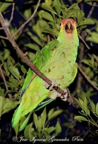 Photo (3): Red-lored Parrot