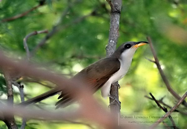 Photo (12): Yellow-billed Cuckoo