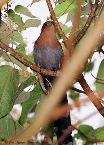 Photo (2): Squirrel Cuckoo