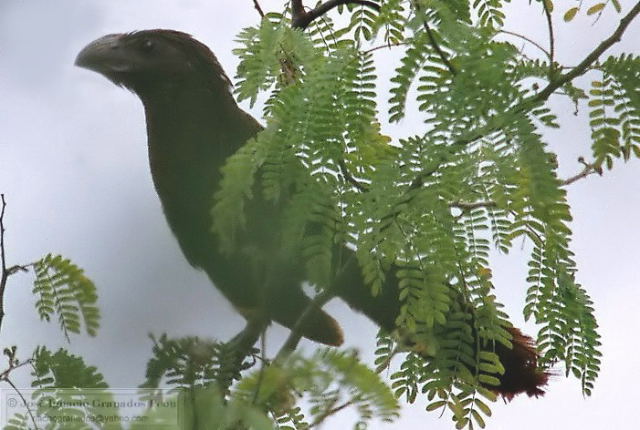 Photo (18): Groove-billed Ani