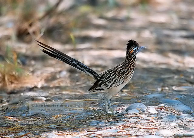Photo (11): Greater Roadrunner