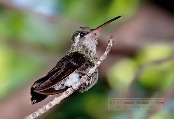 Photo (9): Broad-billed Hummingbird