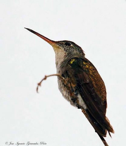 Photo (3): Azure-crowned Hummingbird