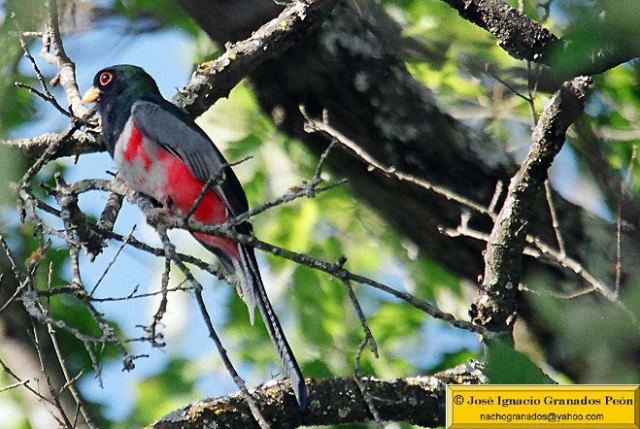 Photo (17): Elegant Trogon