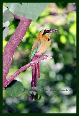 Photo (4): Whooping Motmot