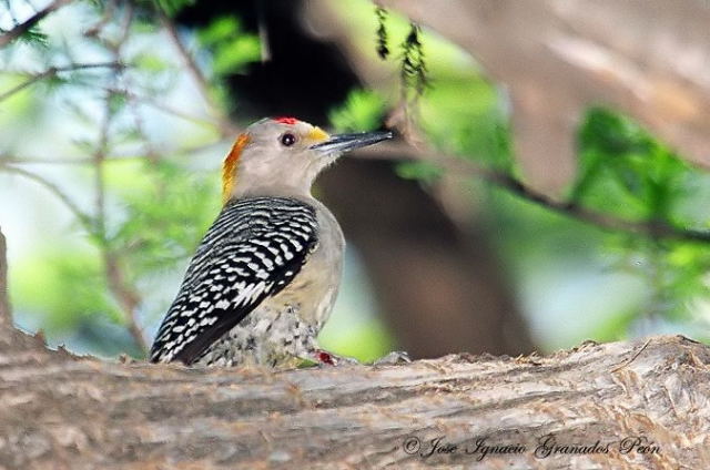 Photo (11): Golden-fronted Woodpecker