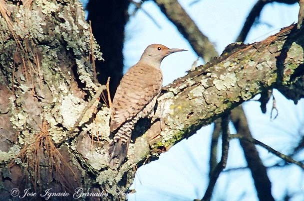 Photo (23): Northern Flicker