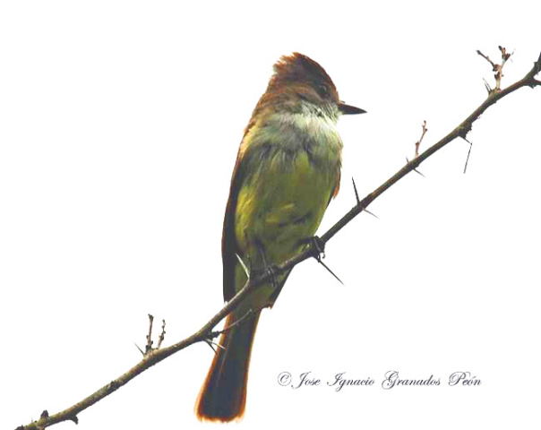 Photo (16): Dusky-capped Flycatcher