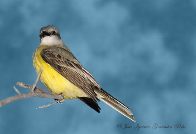 Photo (4): Couch's Kingbird