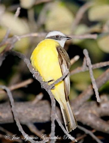 Photo (3): Social Flycatcher