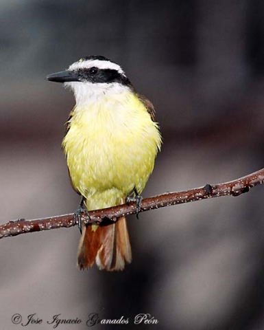 Photo (6): Great Kiskadee