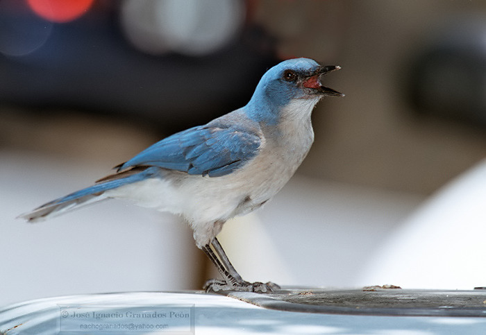 Photo (1): Transvolcanic Jay