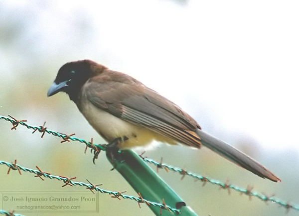 Photo (6): Brown Jay
