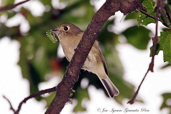 Photo (12): Hutton's Vireo