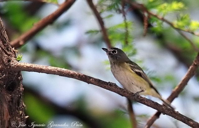 Photo (14): Blue-headed Vireo