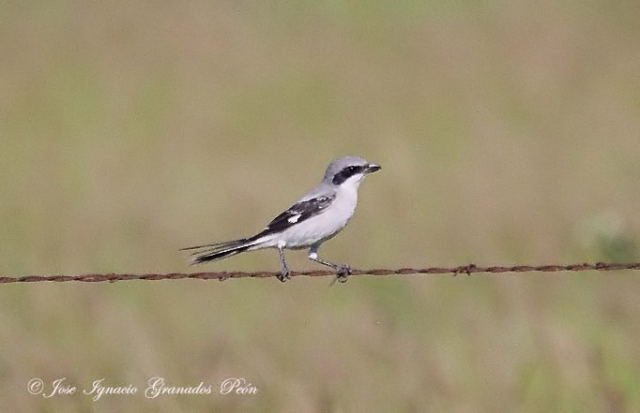 Photo (11): Loggerhead Shrike