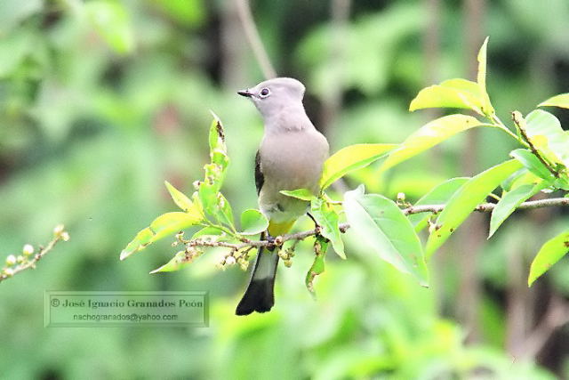 Photo (3): Gray Silky-flycatcher