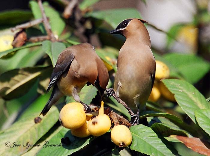 Photo (9): Cedar Waxwing