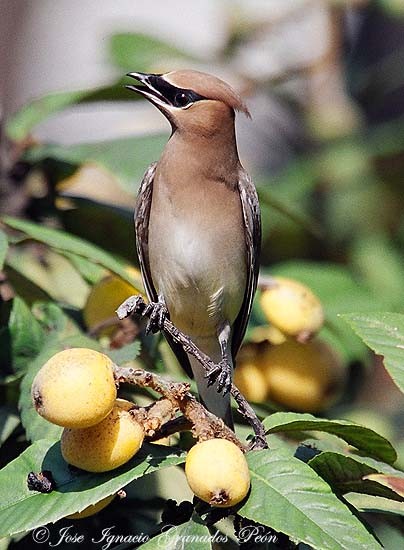 Photo (13): Cedar Waxwing