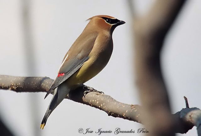 Photo (11): Cedar Waxwing