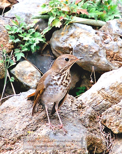 Photo (12): Hermit Thrush