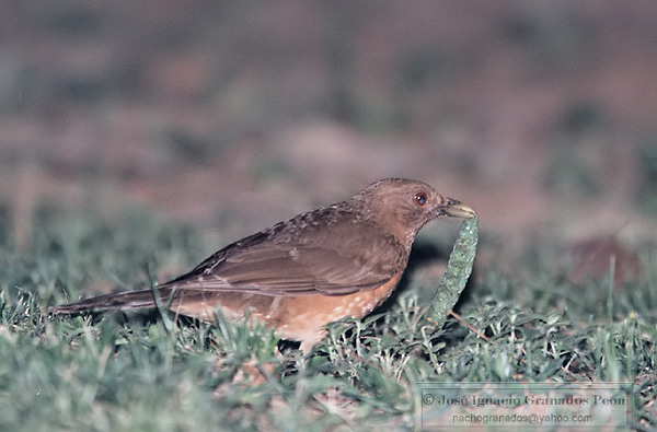 Photo (8): Clay-colored Thrush