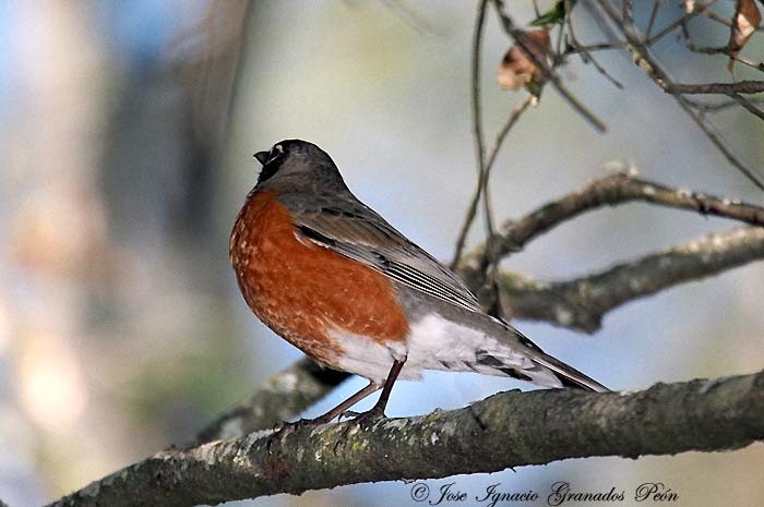 Photo (15): American Robin
