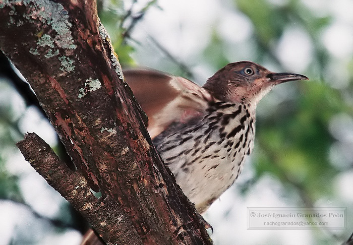 Photo (6): Long-billed Thrasher