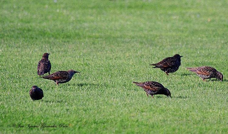Photo (19): European Starling