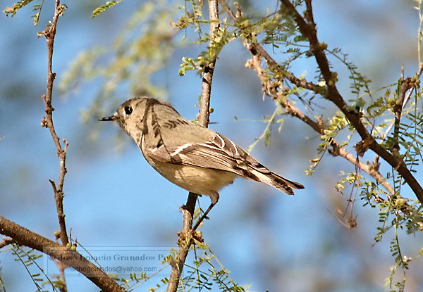 Photo (26): Ruby-crowned Kinglet