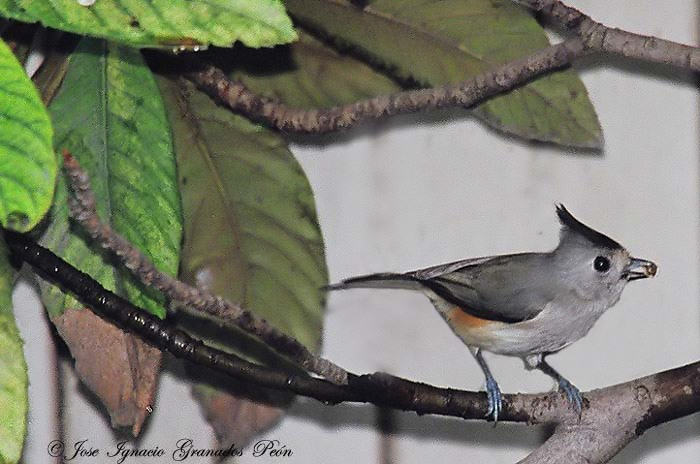 Photo (4): Black-crested Titmouse