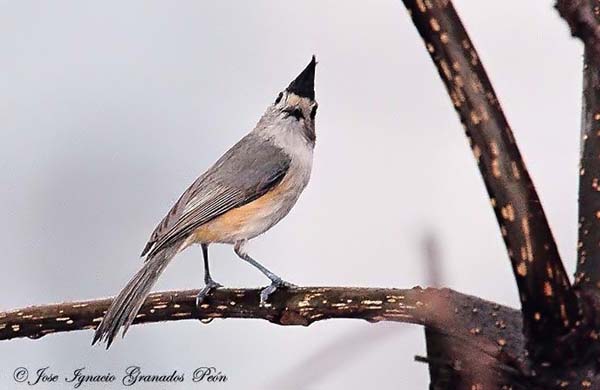 Photo (5): Black-crested Titmouse