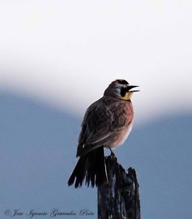Photo (14): Horned Lark