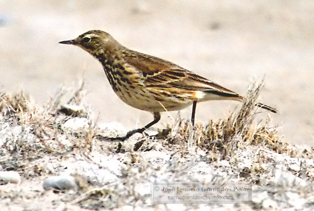 Photo (20): American Pipit