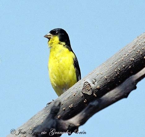 Photo (15): Lesser Goldfinch