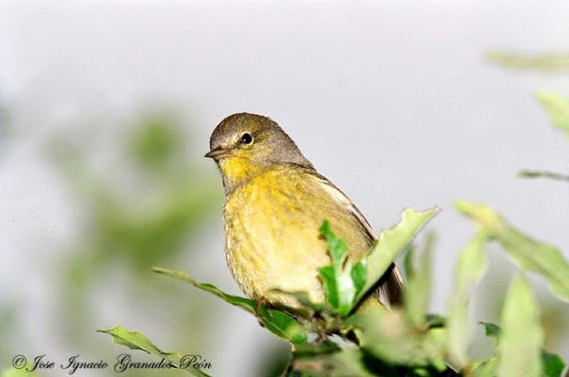 Photo (20): Orange-crowned Warbler