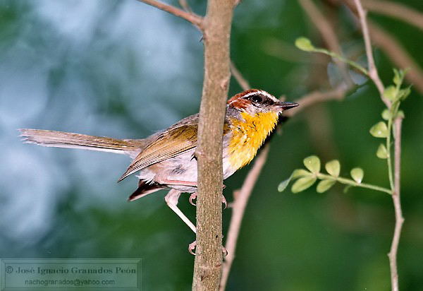 Photo (10): Rufous-capped Warbler