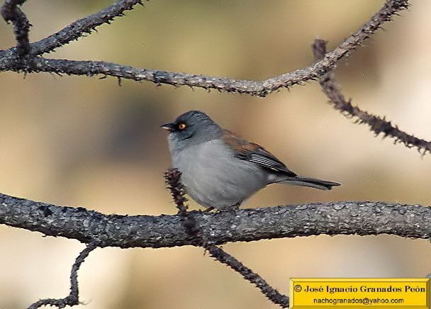 Photo (5): Yellow-eyed Junco