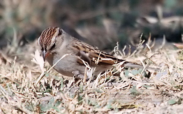 Photo (20): Chipping Sparrow