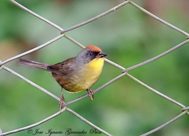 Photo (1): Rufous-capped Brush-Finch