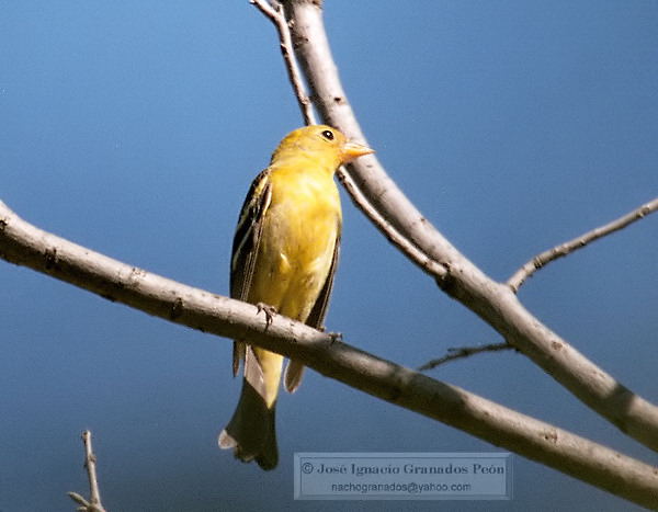 Photo (18): Western Tanager